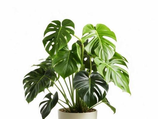 咸淡水环境中适合养殖哪些植物？它们的特性是什么？