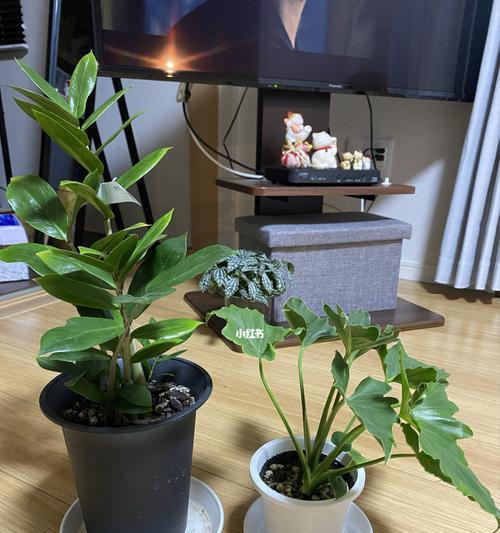 默默洞植物怎么打理？日常维护需要注意哪些事项？
