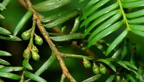 默默洞植物怎么打理？日常维护需要注意哪些事项？