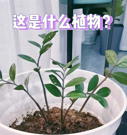 默默洞植物怎么打理？日常维护需要注意哪些事项？