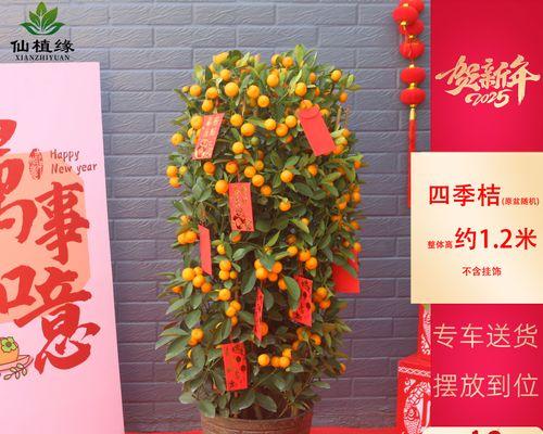 小叶橘子花卉的种类有哪些？