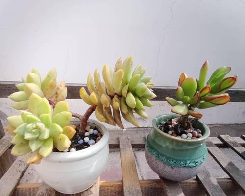 开春适合种植什么盆栽植物？哪些植物春天生长更快？