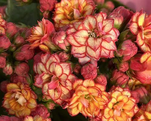 开春适合种植什么盆栽植物？哪些植物春天生长更快？