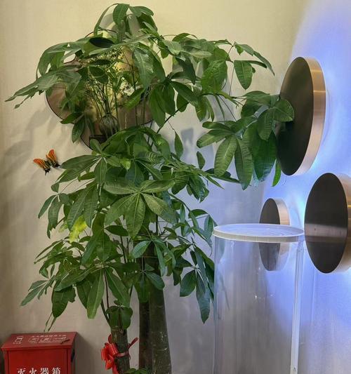 美容院适合摆放哪些植物？如何选择提升环境的植物？