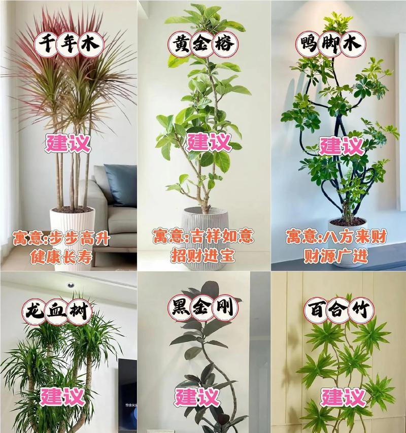 美容院适合摆放哪些植物？如何选择提升环境的植物？