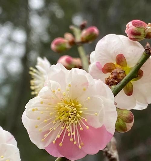 梅花属于哪种网状花卉类型？它的特点是什么？