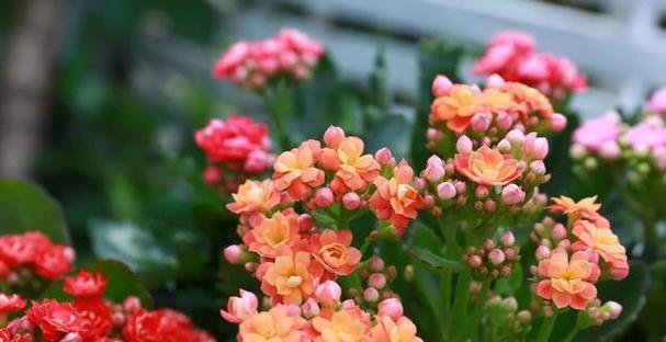 哪些花卉既美丽又能招财？它们的寓意是什么？