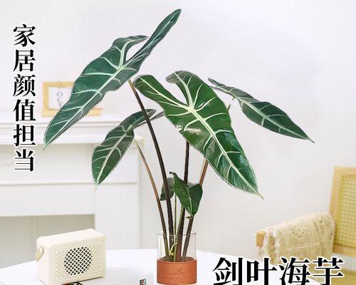 剑叶水培植物有哪些？如何正确水培剑叶植物？