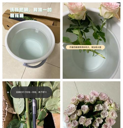 小桶中玫瑰花的养护方法是什么？