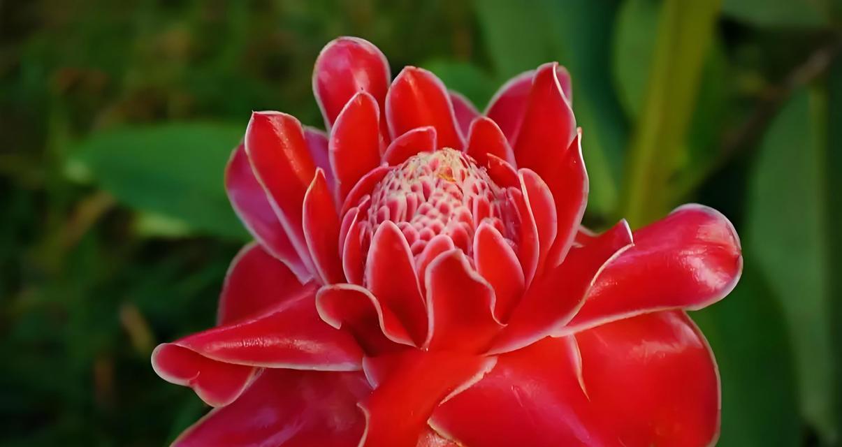 粉玫瑰花的日常养护需要注意什么？怎样保持花期更长？