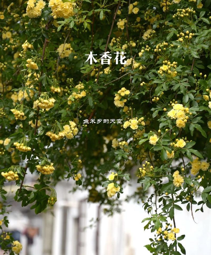 别等离开的花语有何深意？
