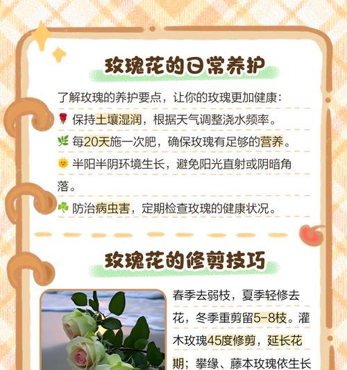 粉玫瑰花的日常养护需要注意什么？怎样保持花期更长？