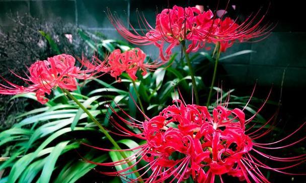 彼岸花的花语有何深意？它在文化中象征了什么？