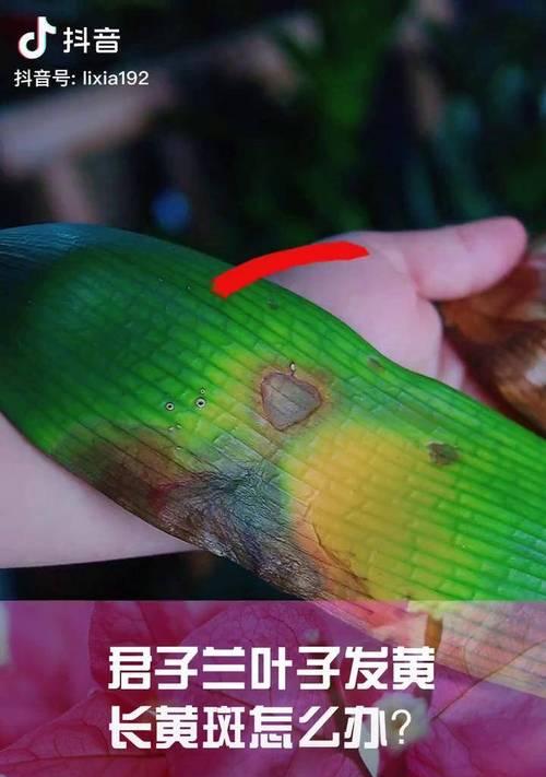 君子兰新叶黄斑的成因及解决方法是什么？