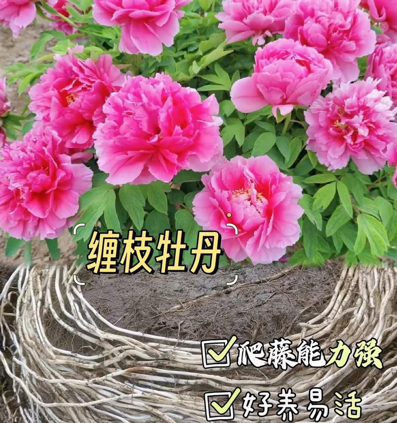 牡丹花对土壤和气候有什么特殊要求吗？