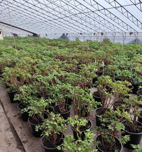 牡丹花对土壤和气候有什么特殊要求吗？