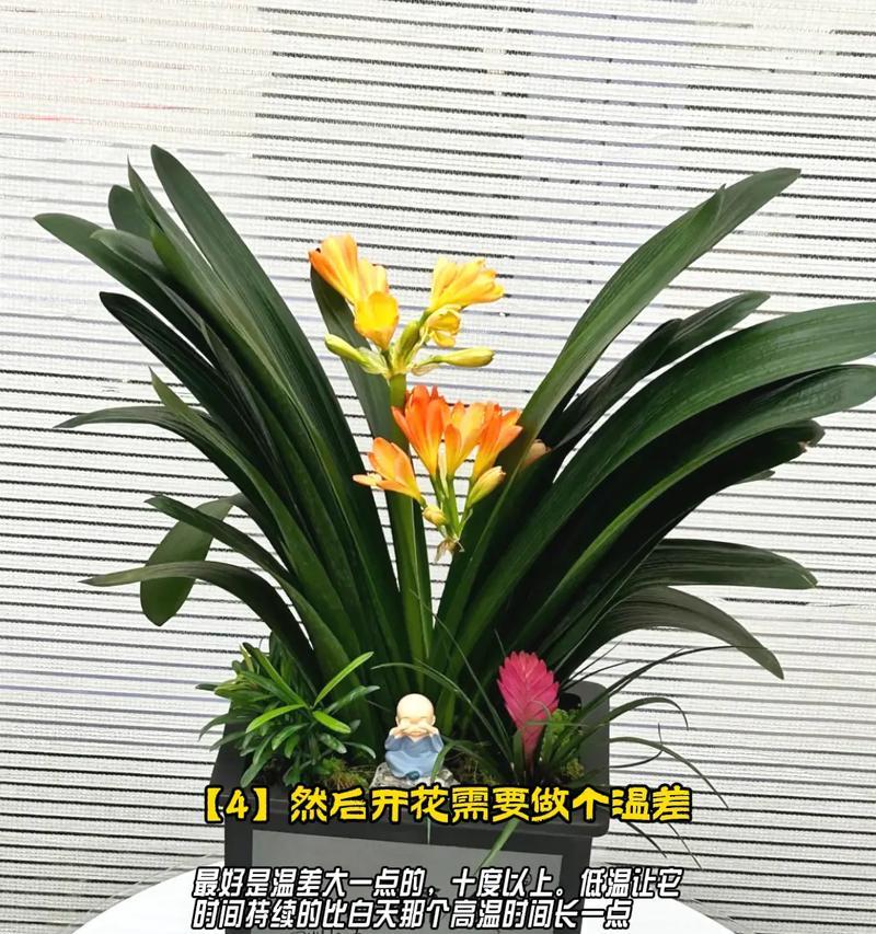 大君子兰精品养护要点是什么？如何进行有效管理？