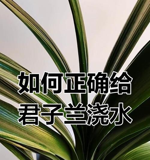君子兰频繁浇水的原因是什么？