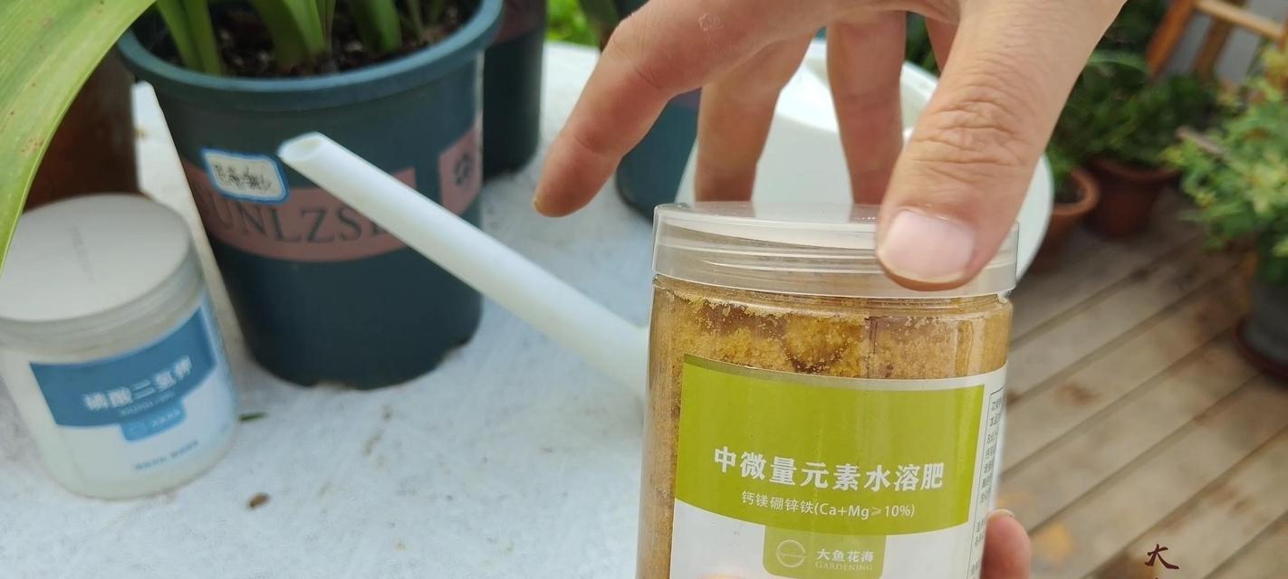 玫瑰花怎样浇水能快速爆芽？最佳肥料是什么？