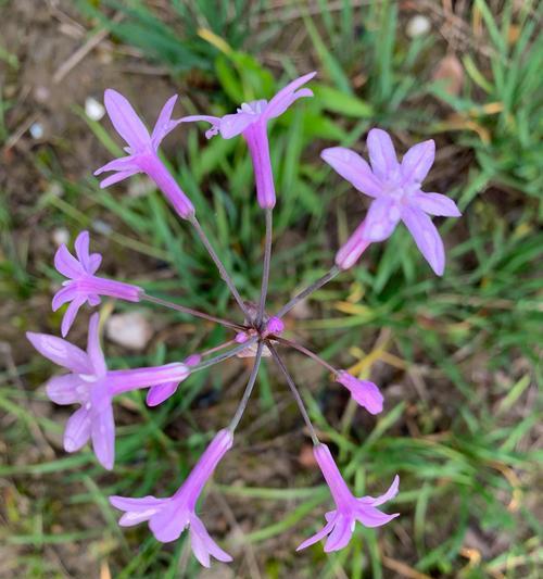 黑暗中无名花的花语代表了什么？