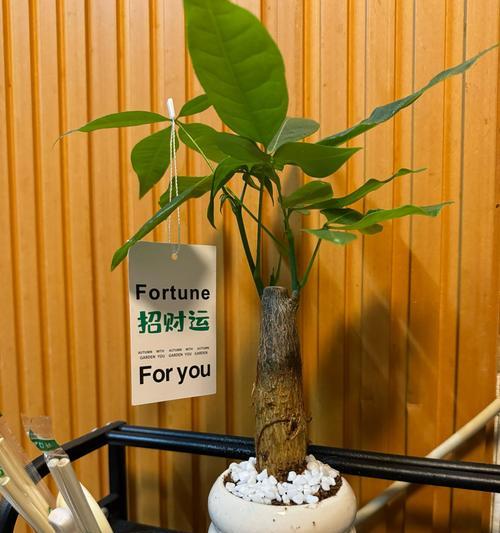 如何养护牡丹花以吸引财神？