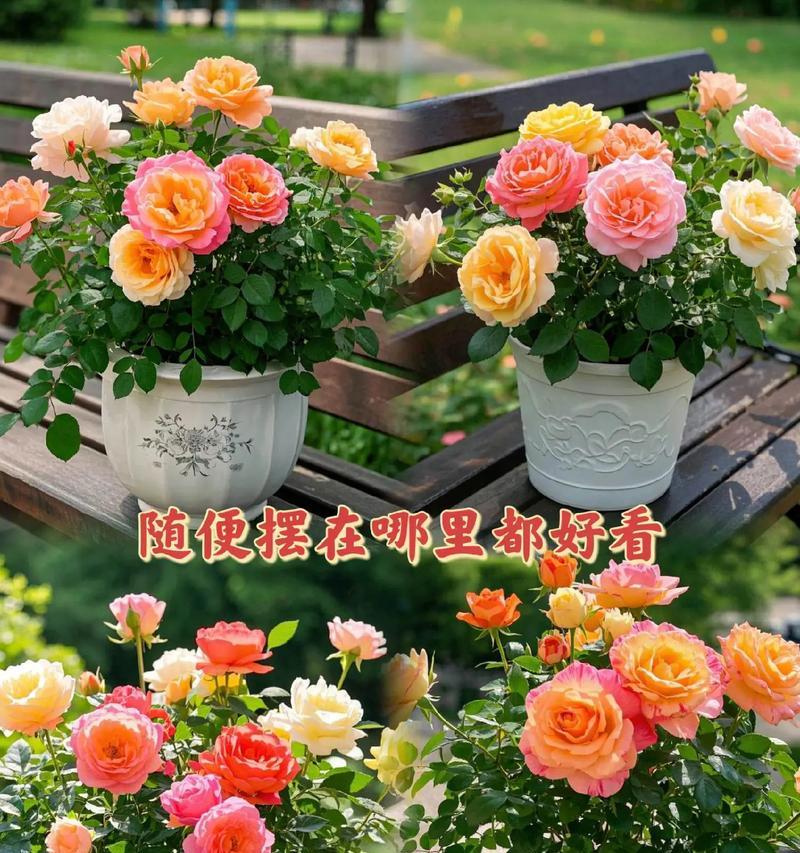 大活宝玫瑰花养殖方法是什么？如何保持其旺盛生长？