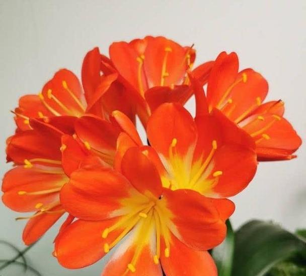 春季君子兰盆栽种植技巧有哪些？