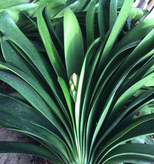 春季君子兰盆栽种植技巧有哪些？
