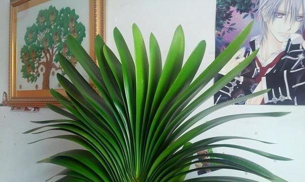 春季君子兰盆栽种植技巧有哪些？