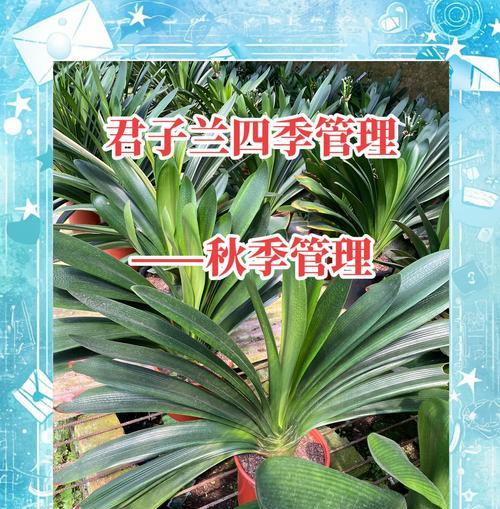 君子兰腐叶土施肥的最佳方法是什么？