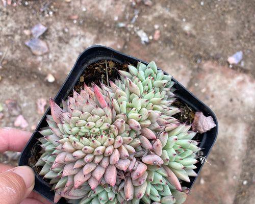 多肉黑爪的花语代表了什么？