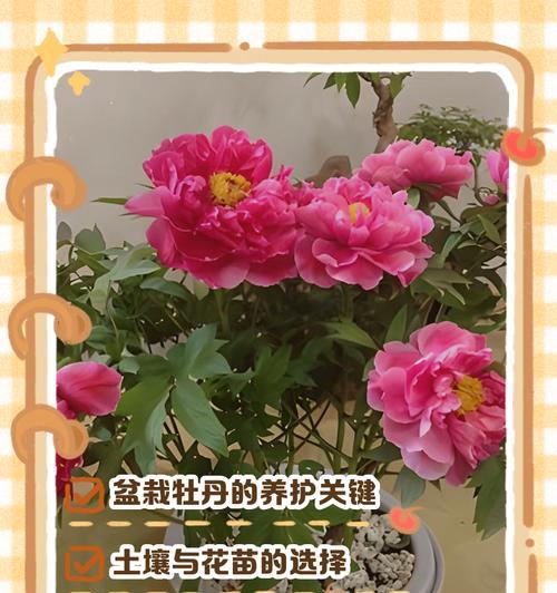 10元牡丹花盆栽养护方法是什么？