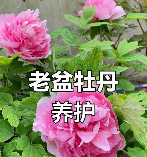 10元牡丹花盆栽养护方法是什么？