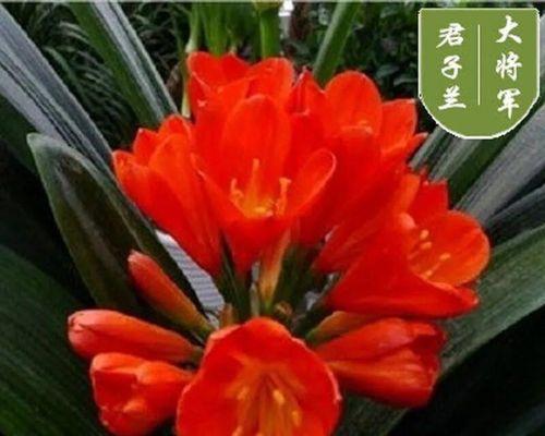 君子兰十个花苞的处理方法是什么？
