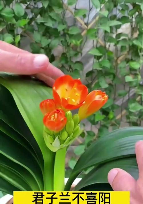 君子兰十个花苞的处理方法是什么？