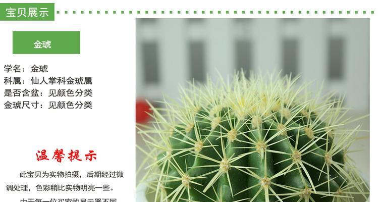 风水绿植仙人掌养护秘诀是什么？