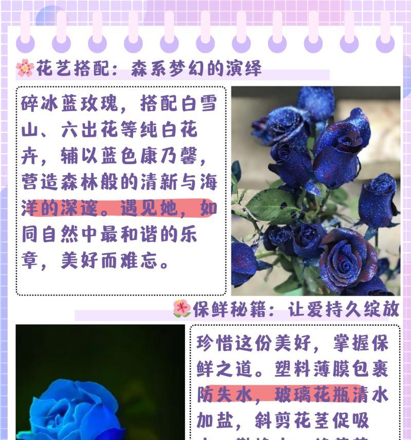 尖头玫瑰的花语是什么？尖头玫瑰代表什么意义？
