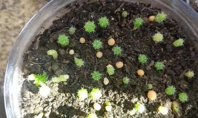 仙人球发嫩芽后如何养护？存活几率大吗？