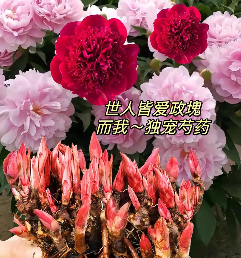 通过养花表达爱意的花语有哪些？