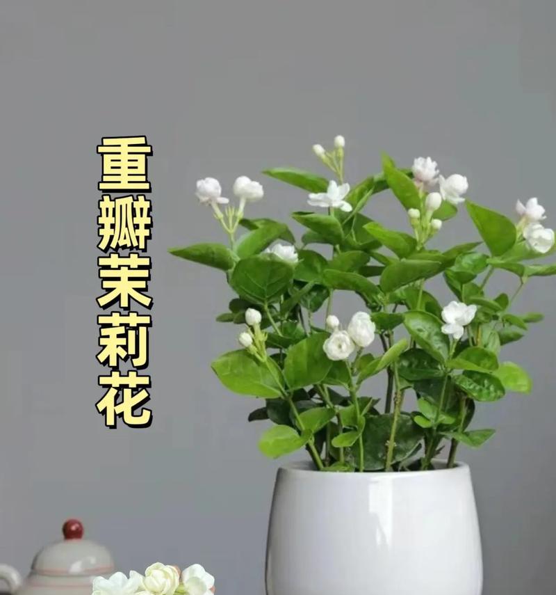 通过养花表达爱意的花语有哪些？