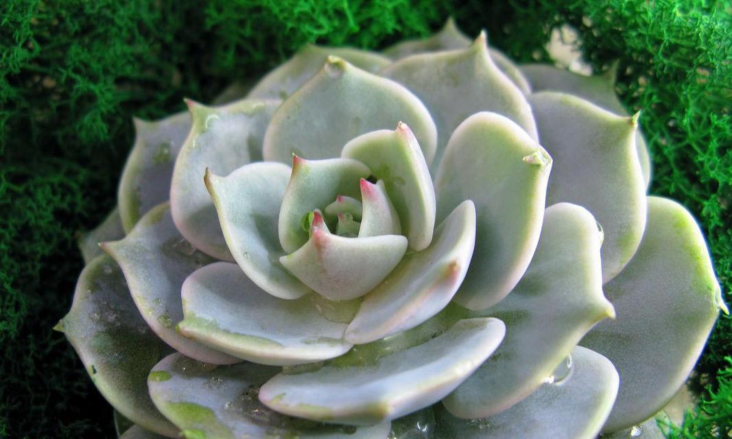 类似玫瑰花石头的植物是什么？