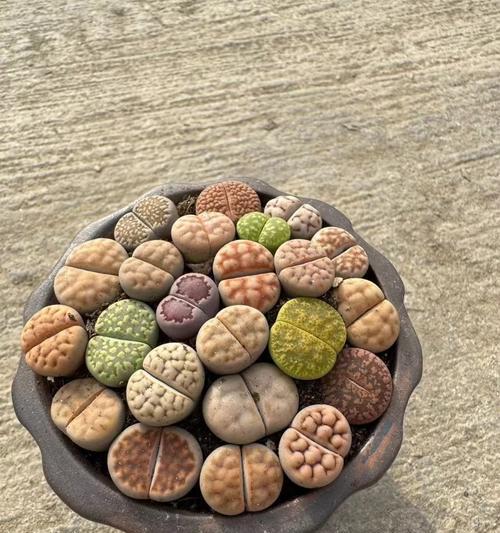 类似玫瑰花石头的植物是什么？