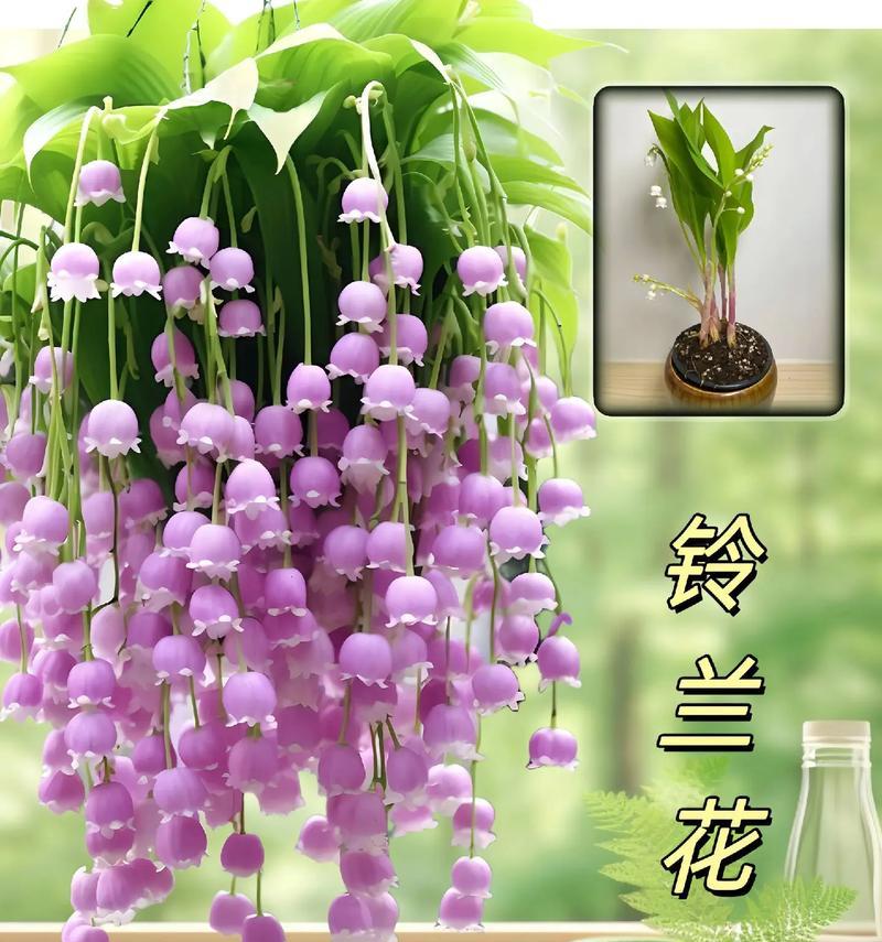 通过养花表达爱意的花语有哪些？
