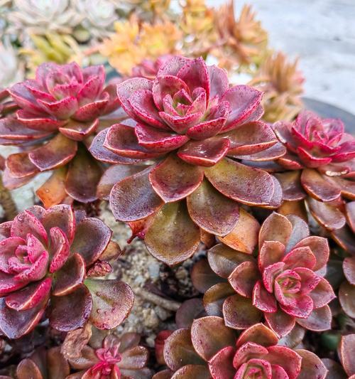 类似玫瑰花石头的植物是什么？