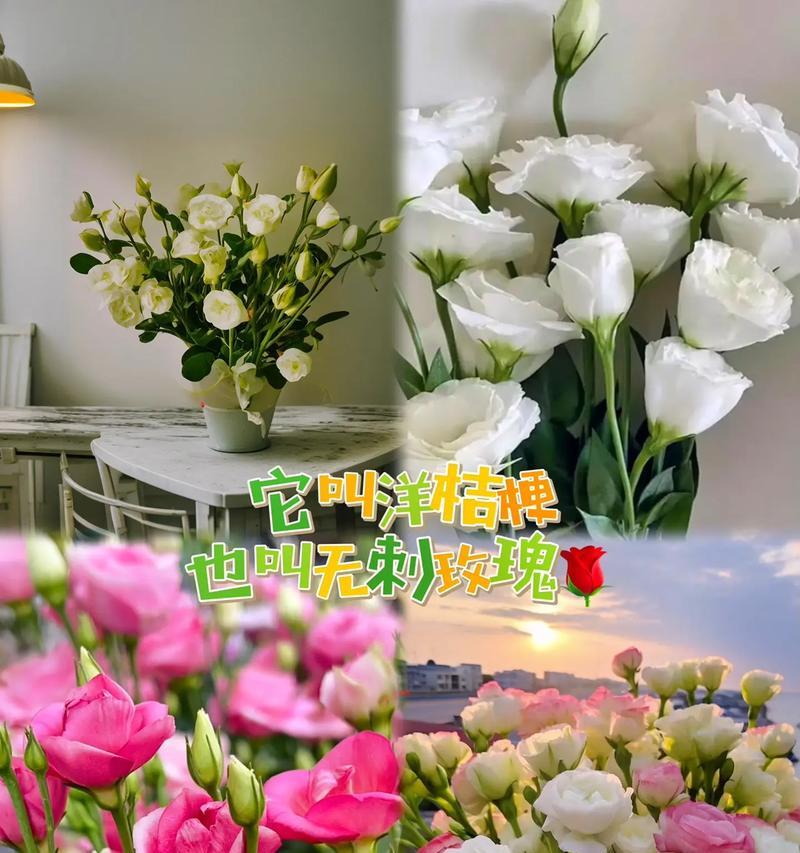 六束桔梗花的花语是什么？它们代表了哪些情感？