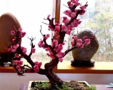 牡丹花成蕾后如何控温？养护要点是什么？