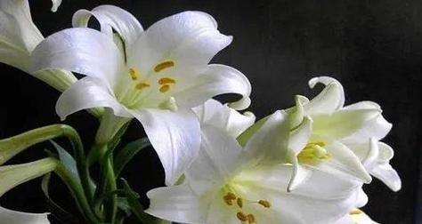 牡丹花成蕾后如何控温？养护要点是什么？