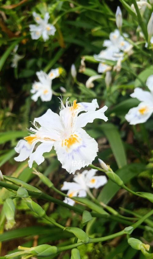 女朋友的花语是什么？哪种花代表爱情？