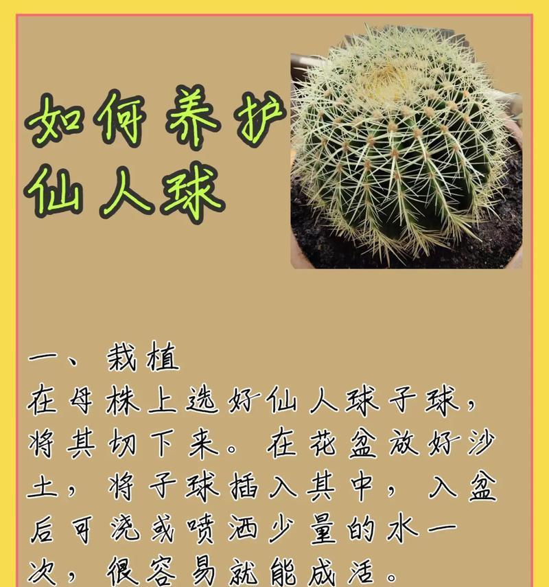 仙人球不开花的原因？如何判断其品种？