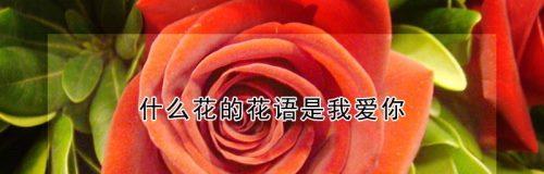 女朋友的花语是什么？哪种花代表爱情？